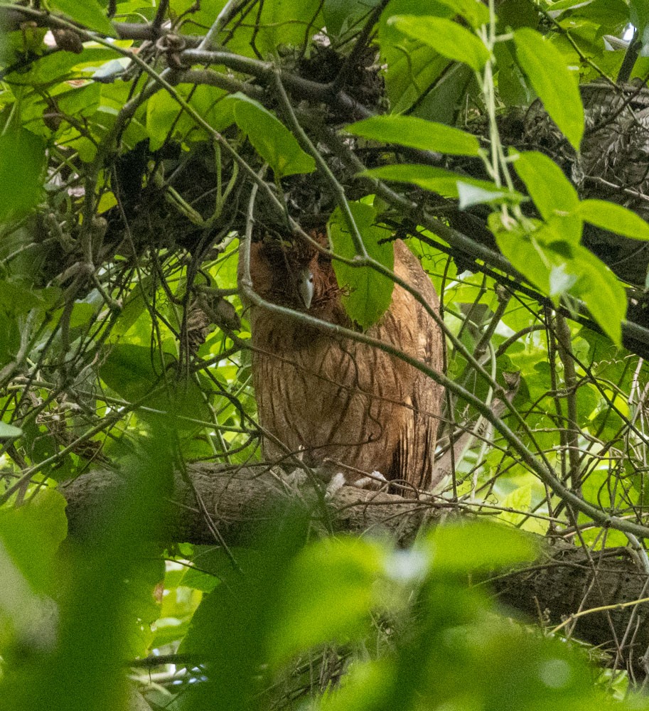 Jamaican Owl - ML615365390