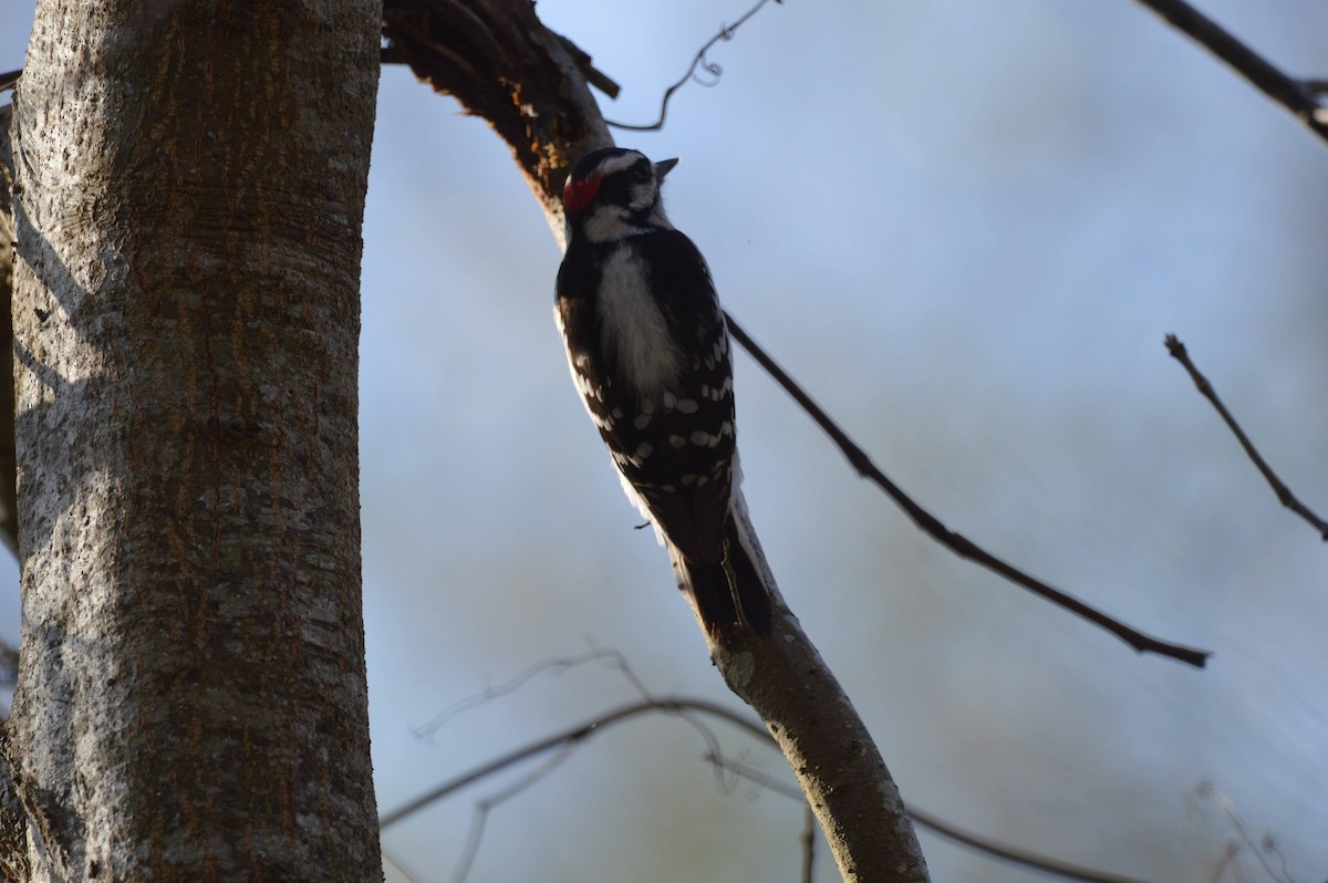 Downy Woodpecker - ML615365513