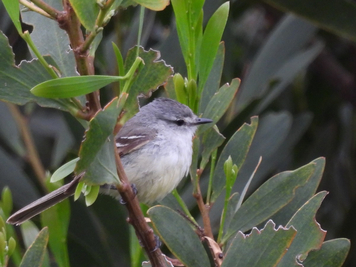 White-crested Tyrannulet - Laura Bianchi