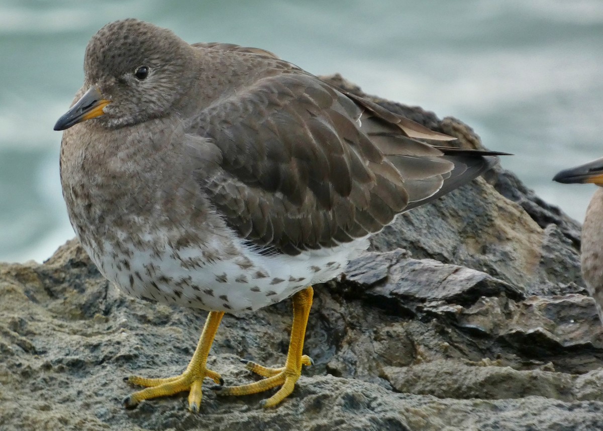 Surfbird - ML615365562