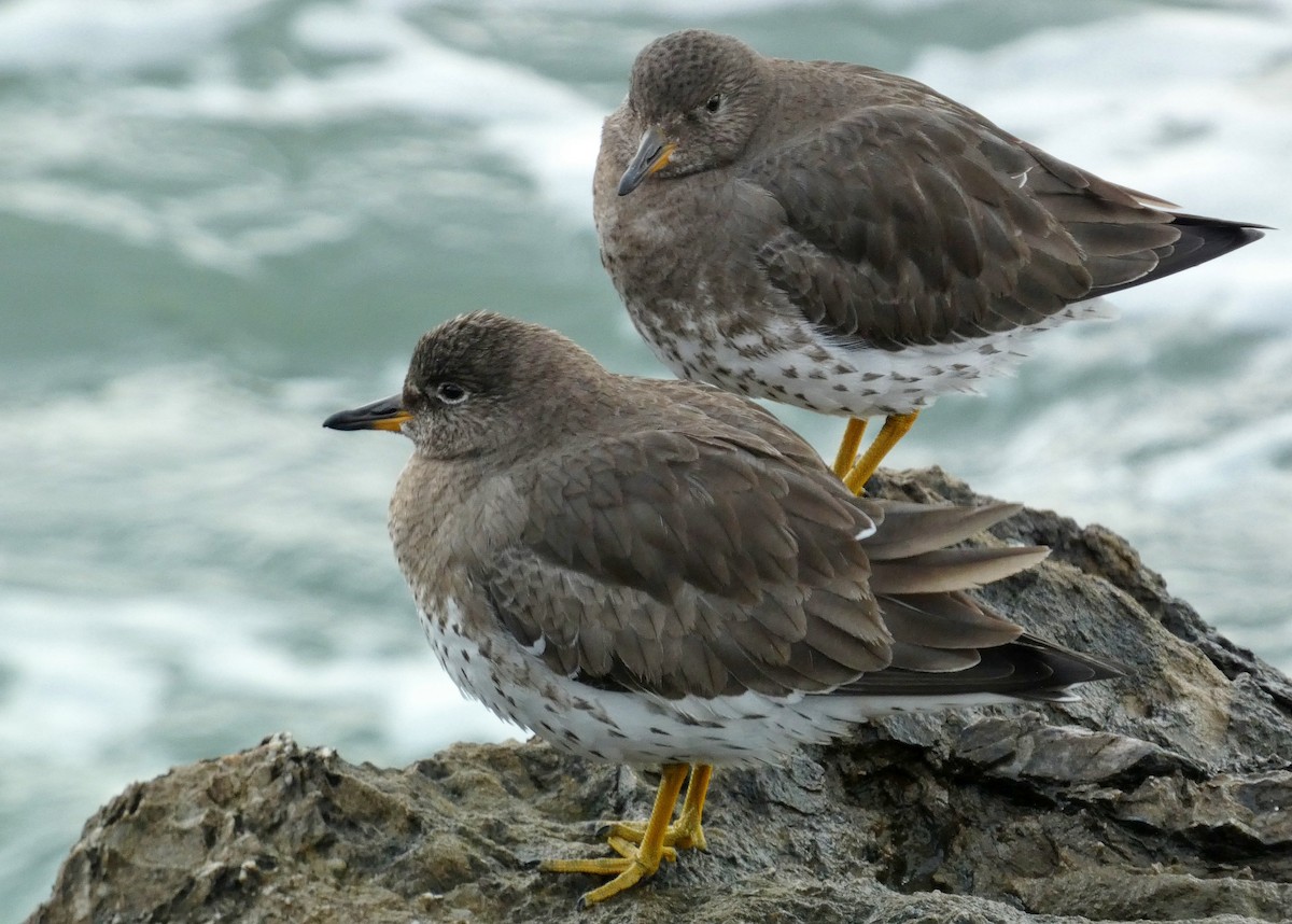 Surfbird - ML615365565