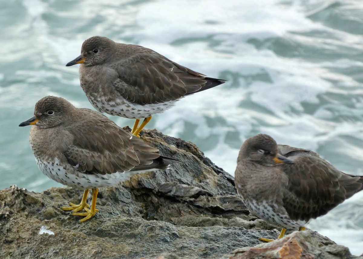 Surfbird - ML615365566