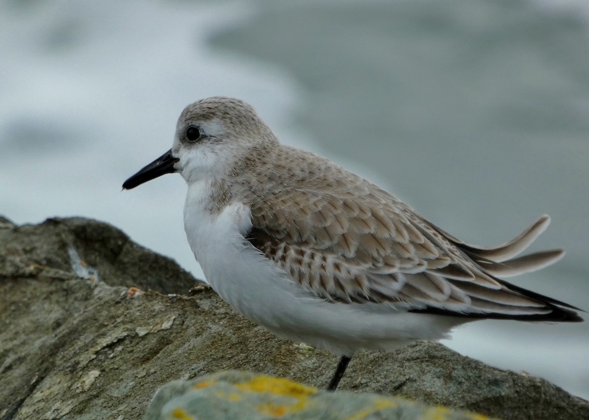 Bécasseau sanderling - ML615365574