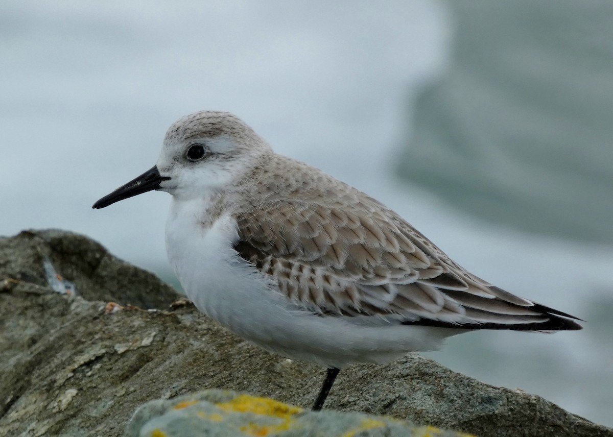 Sanderling - David Assmann