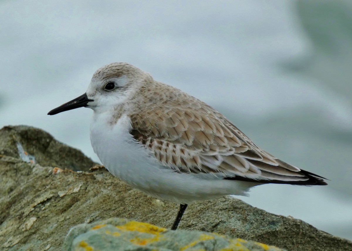 Bécasseau sanderling - ML615365576