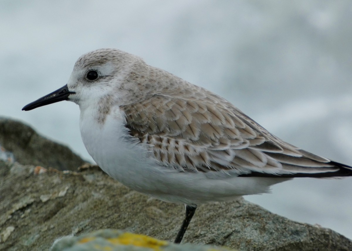 Sanderling - David Assmann