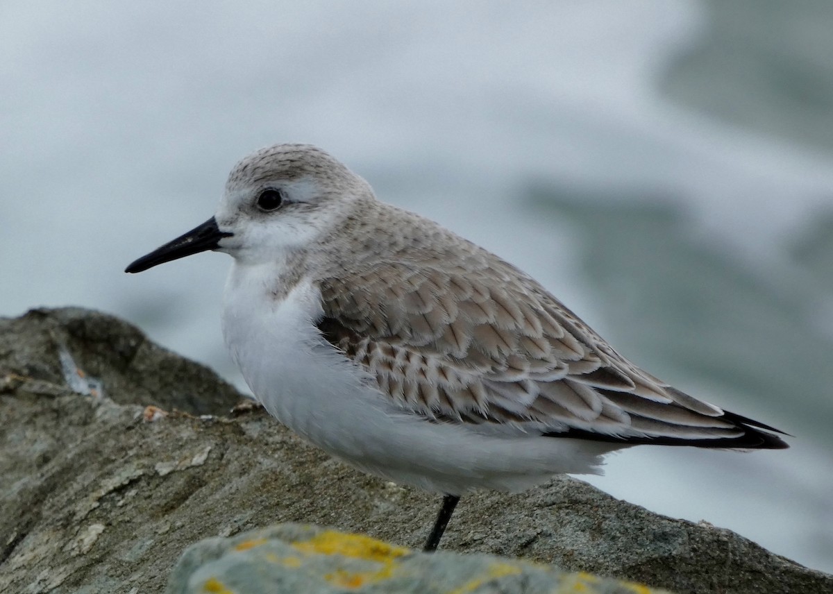 Bécasseau sanderling - ML615365578