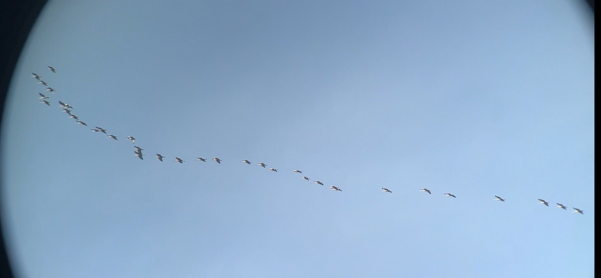 Sandhill Crane - ML615365585