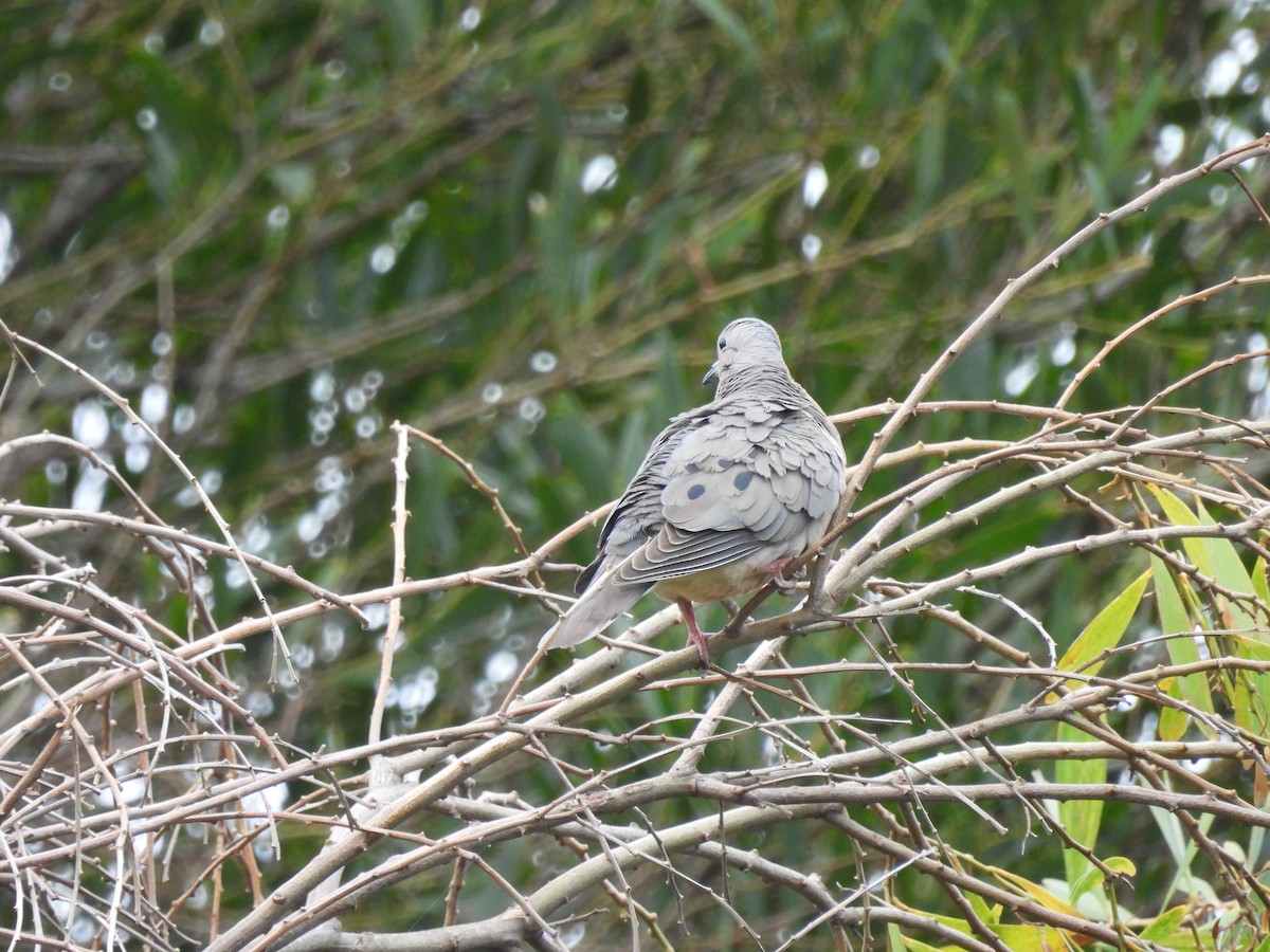 Eared Dove - ML615365588