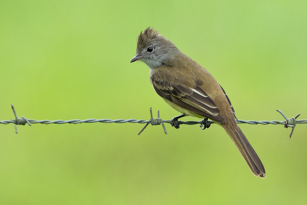 Yellow-bellied Elaenia - ML615365601