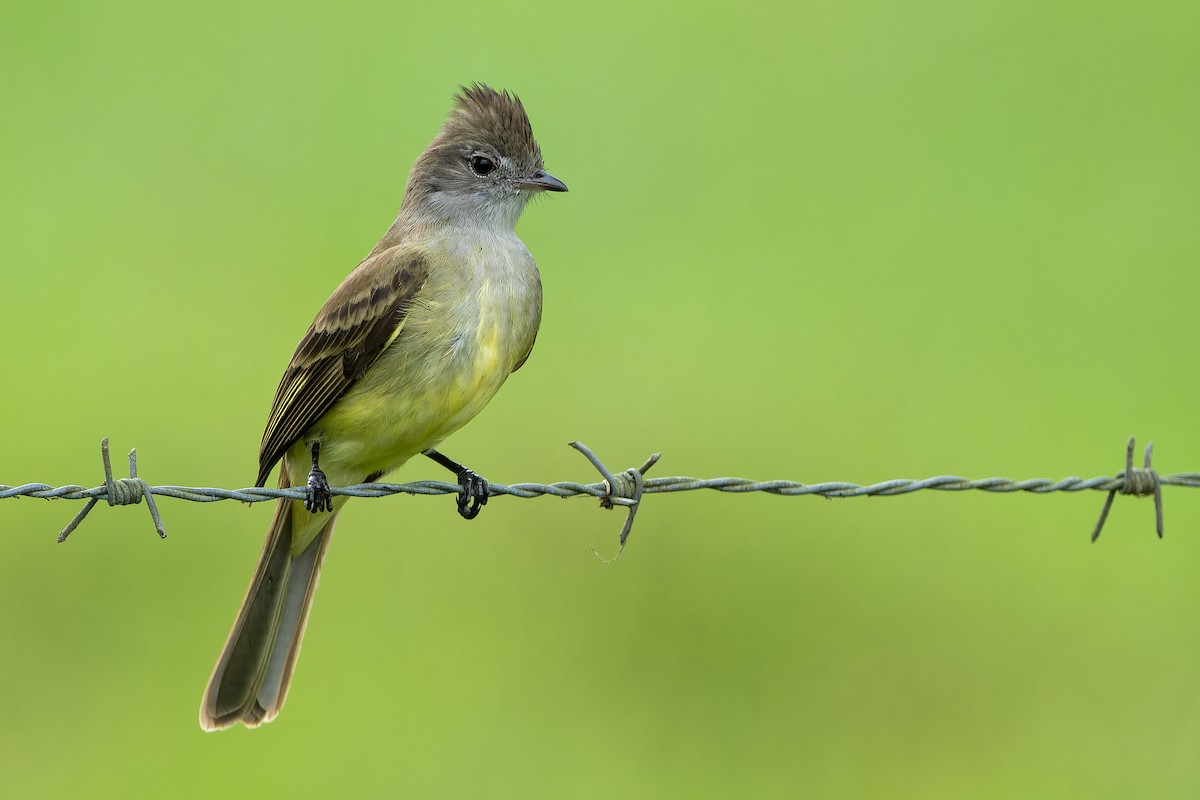 Yellow-bellied Elaenia - Don Danko