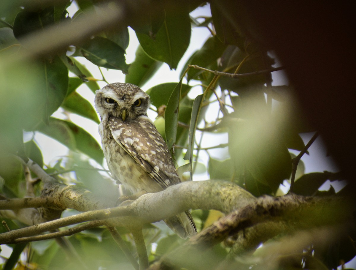 Spotted Owlet - ML615365607