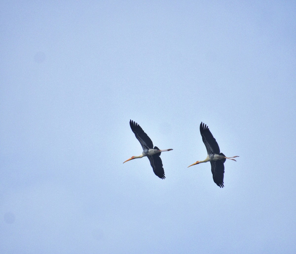 Painted Stork - ML615365646