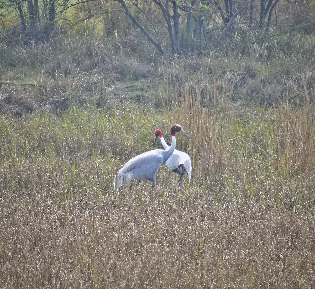 Sarus Crane - ML615365655