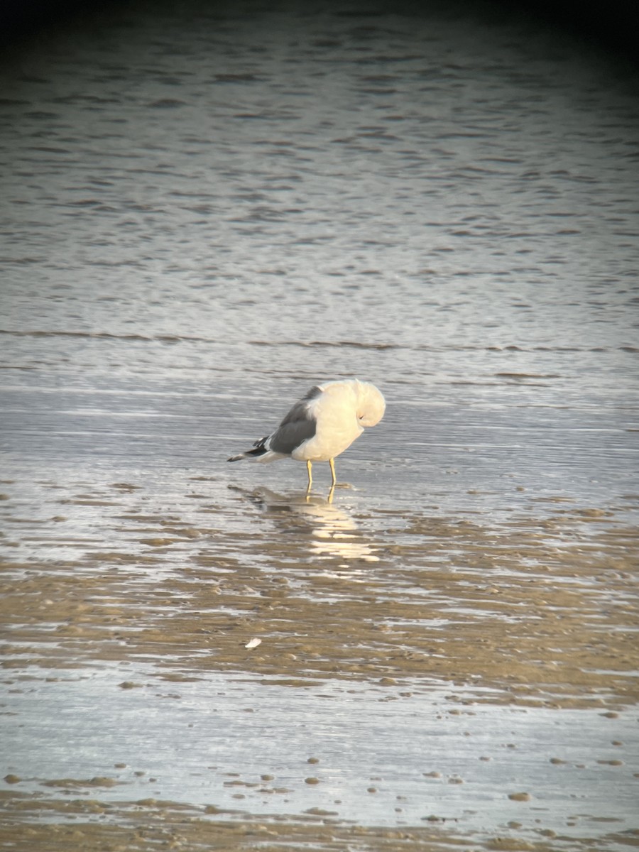 Short-billed Gull - ML615365663