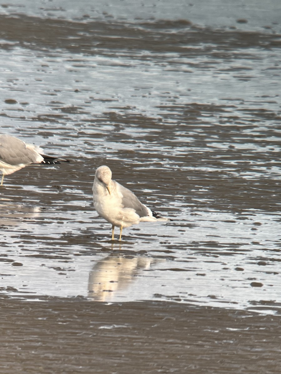 Short-billed Gull - Ann Monk