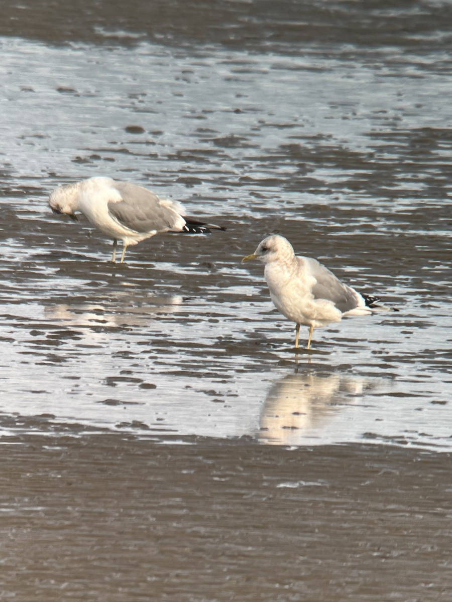 Short-billed Gull - ML615365675