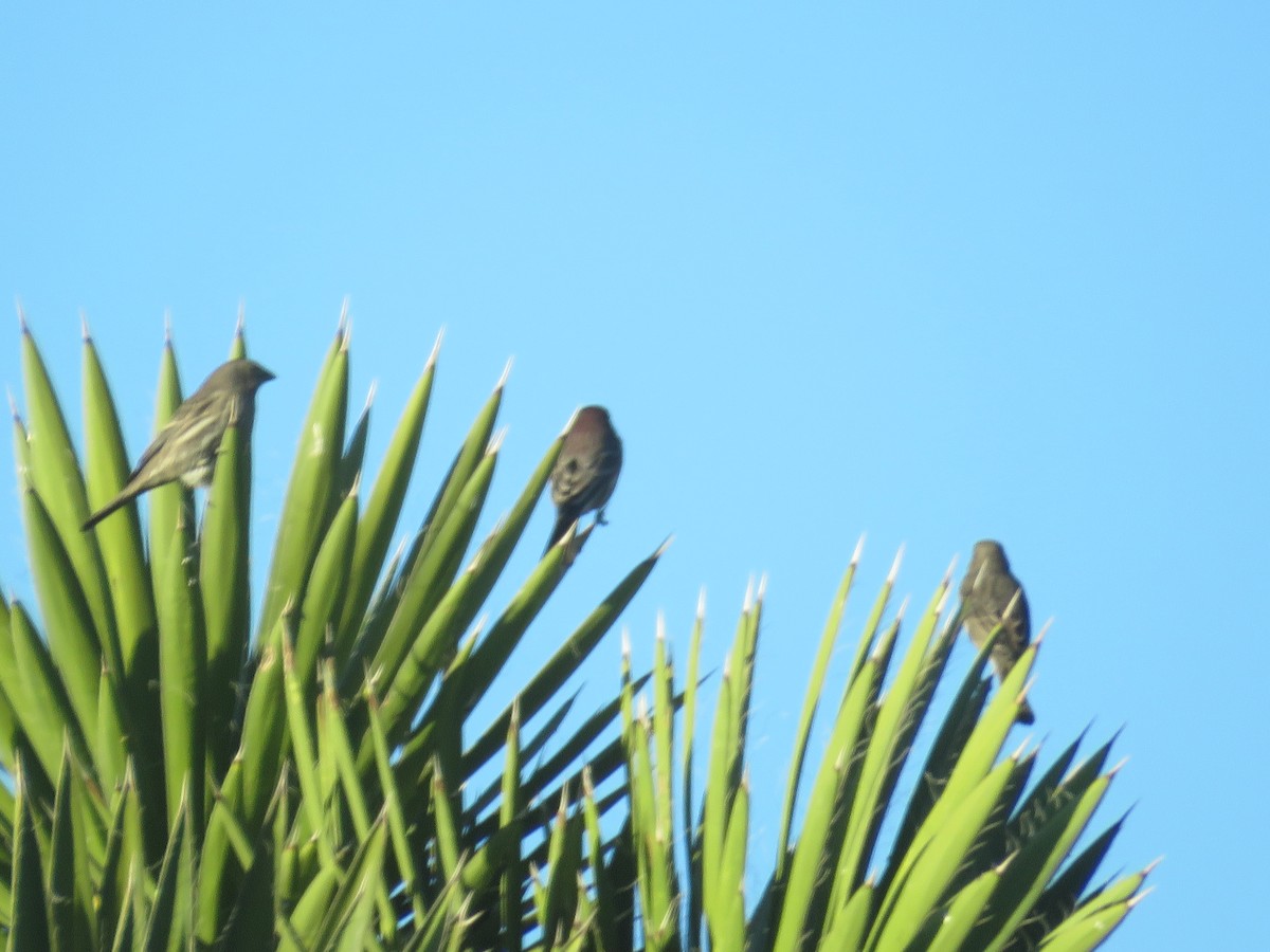 House Finch - ML615365678