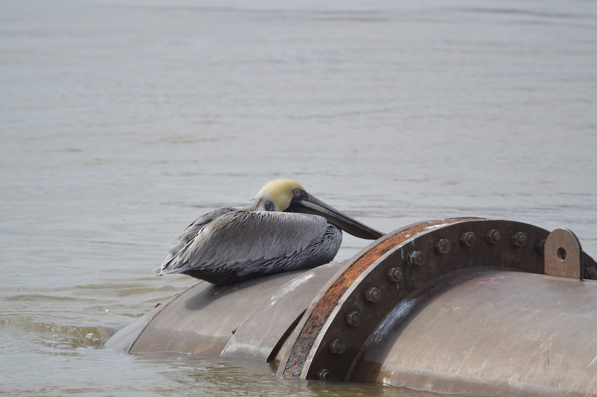 Brown Pelican - ML615365681