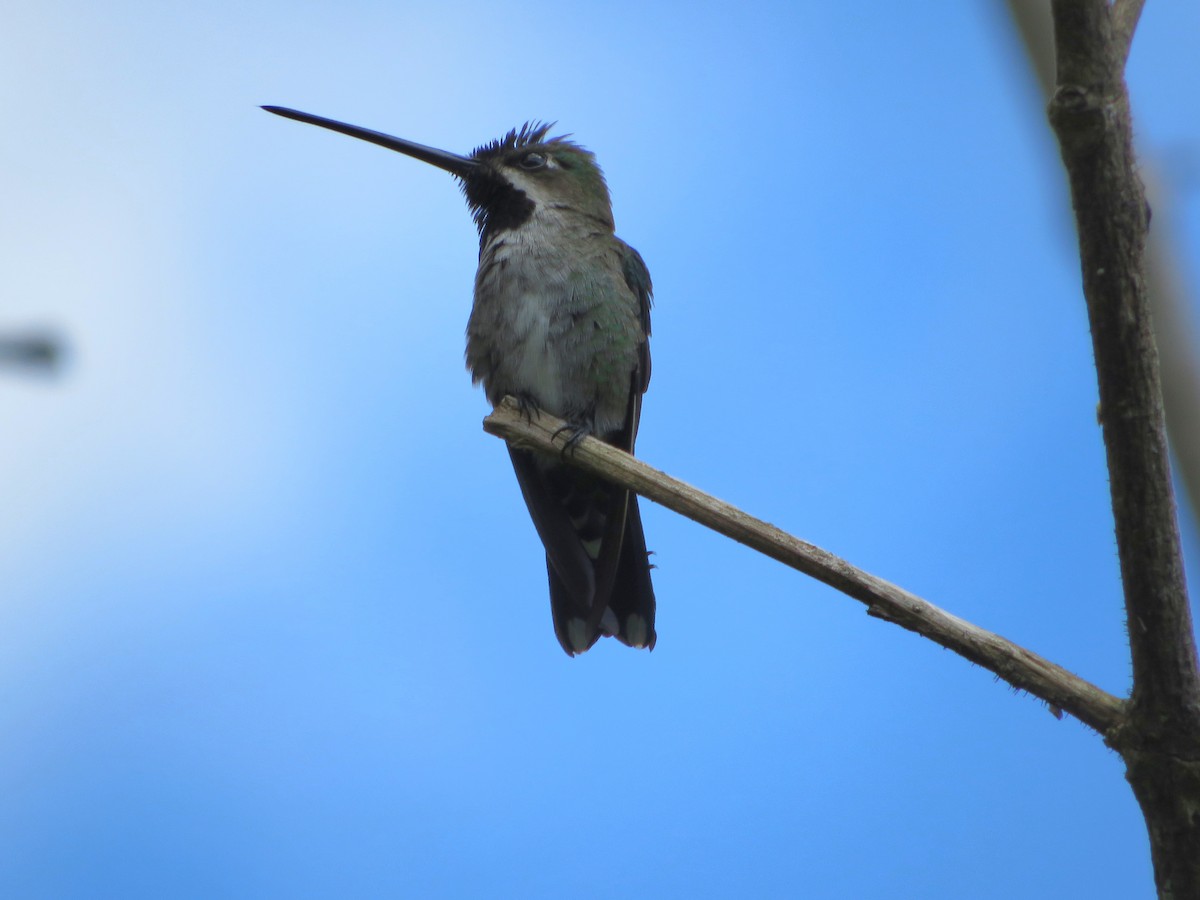 kolibřík hvězdohrdlý - ML615365683