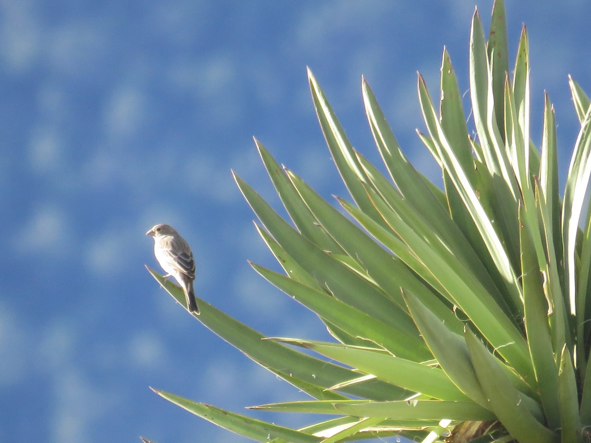 House Finch - ML615365686