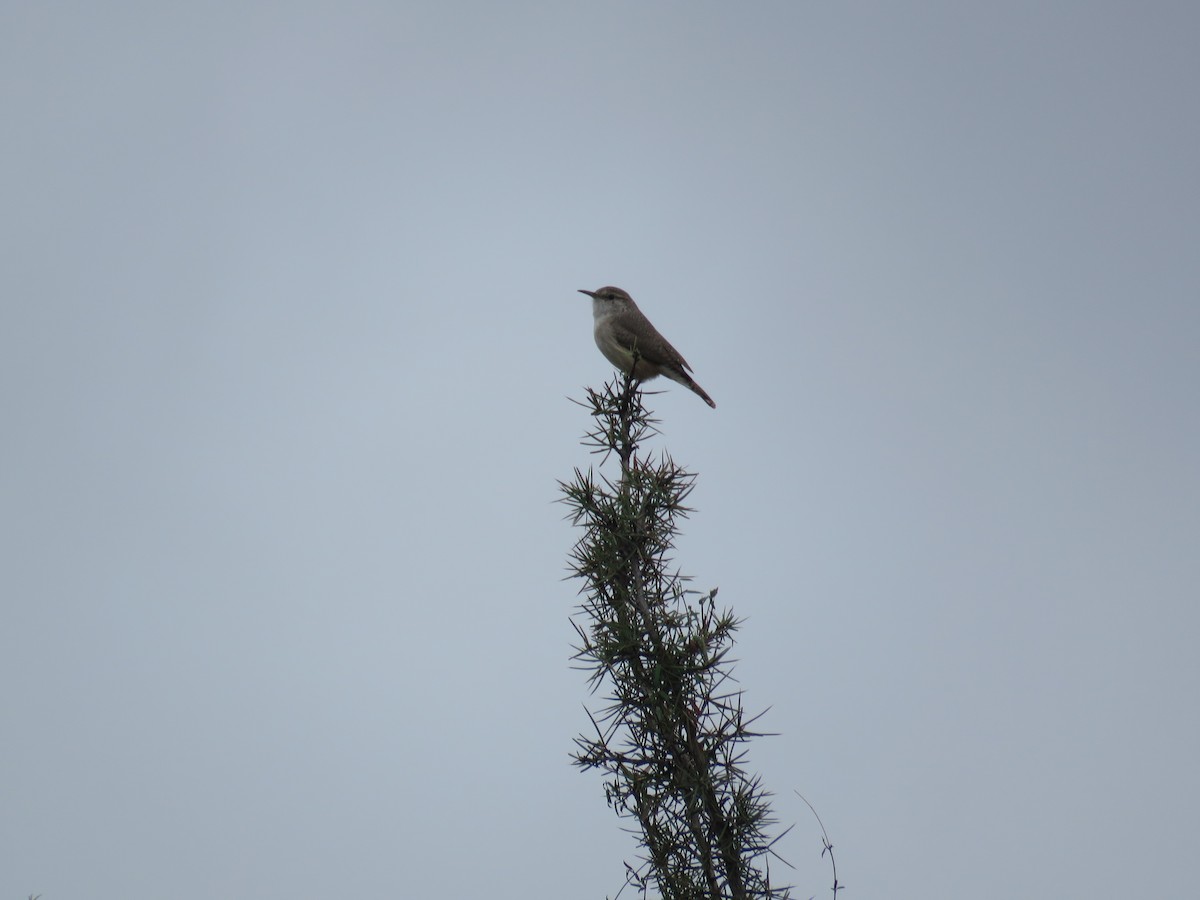 Bewick's Wren - ML615365698