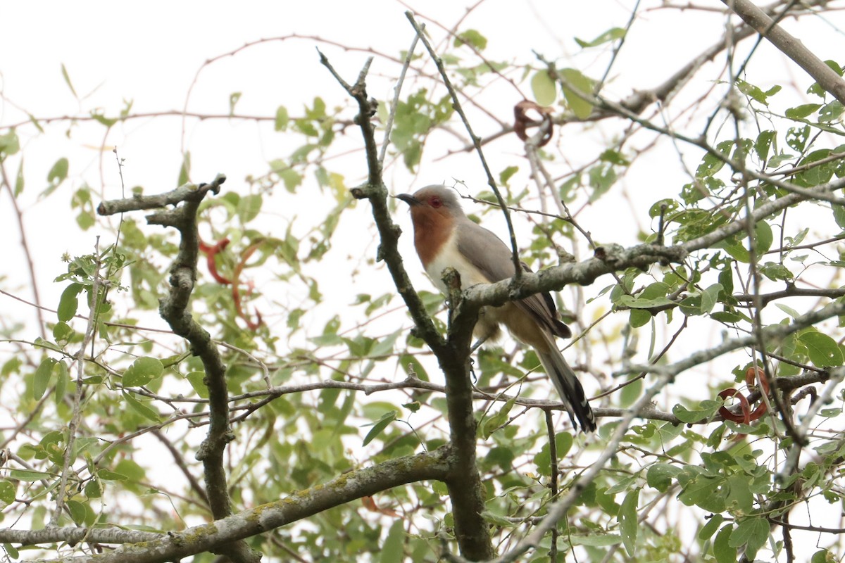 Dwarf Cuckoo - John van Dort