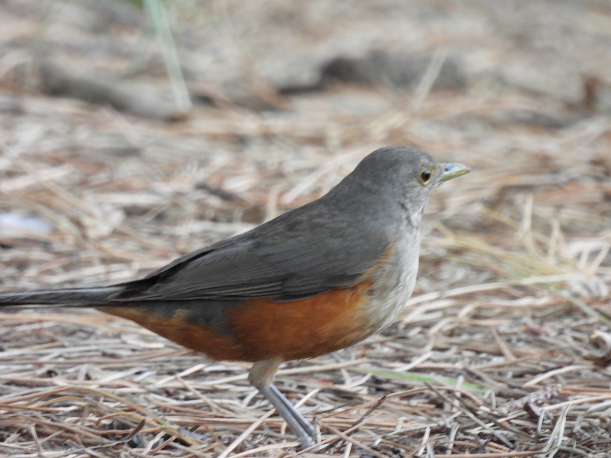 Rufous-bellied Thrush - Laura Bianchi