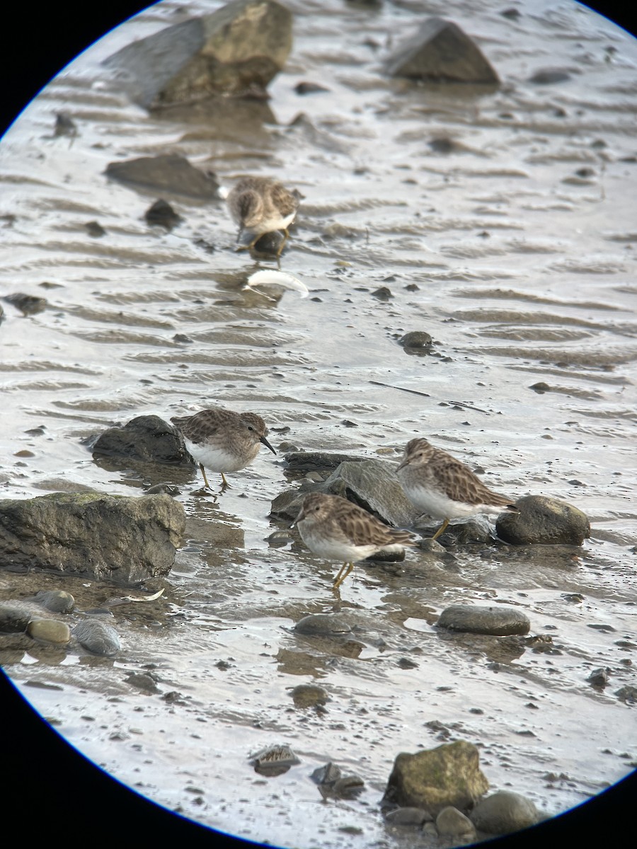 Least Sandpiper - ML615365771