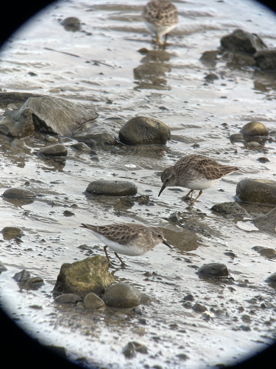 Least Sandpiper - ML615365777