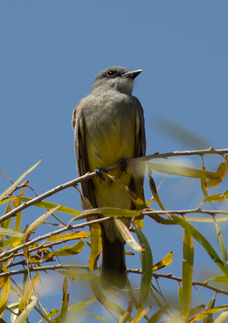 yellow-bellied kingbird sp. - ML615365788