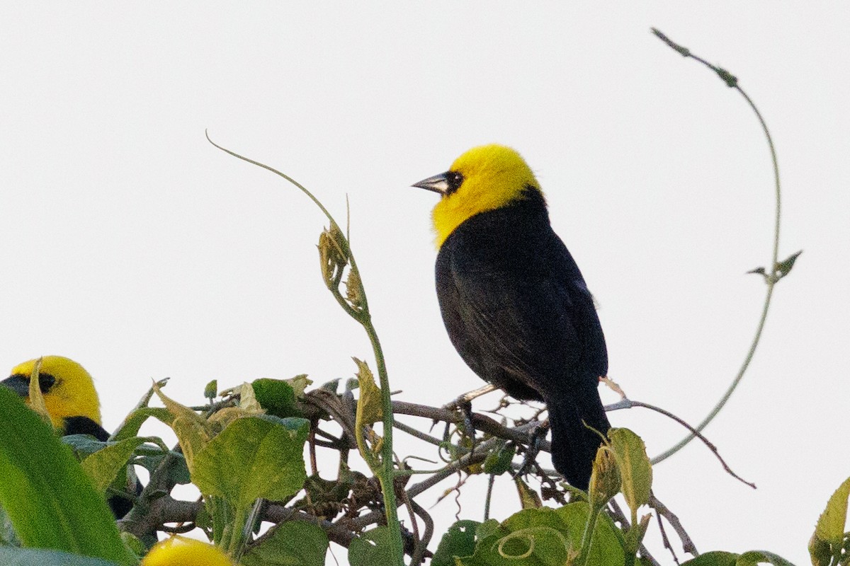 Yellow-hooded Blackbird - Peter Hellman