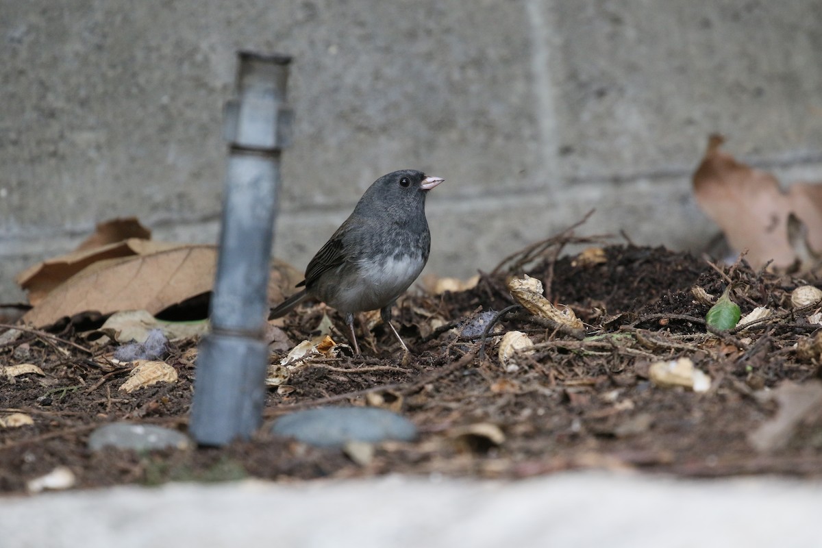 Dark-eyed Junco - ML615365848