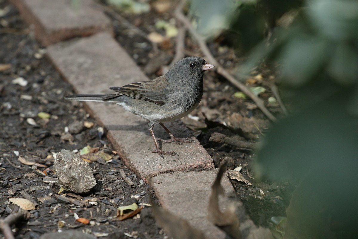 Dark-eyed Junco - ML615365853