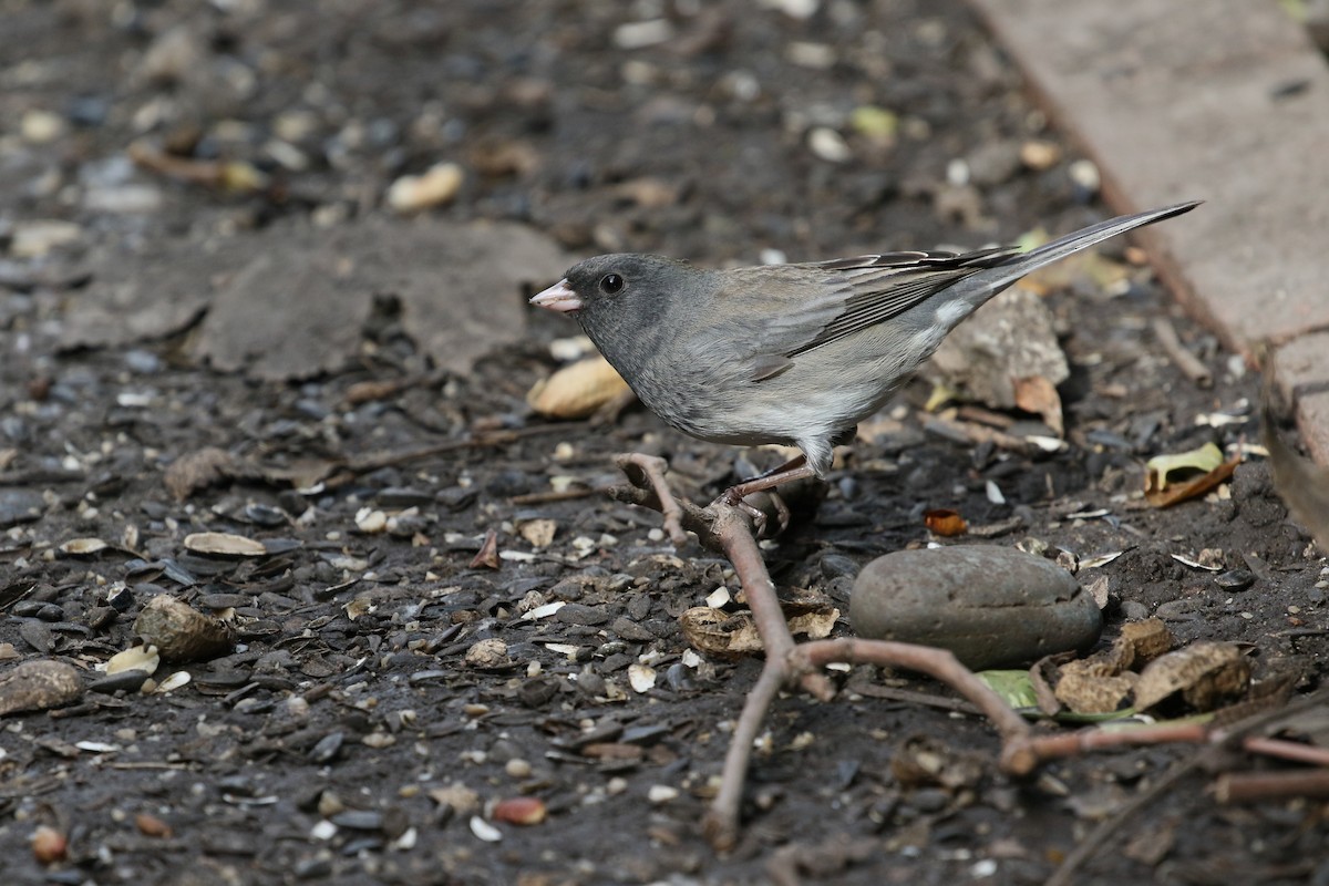 Dark-eyed Junco - ML615365854