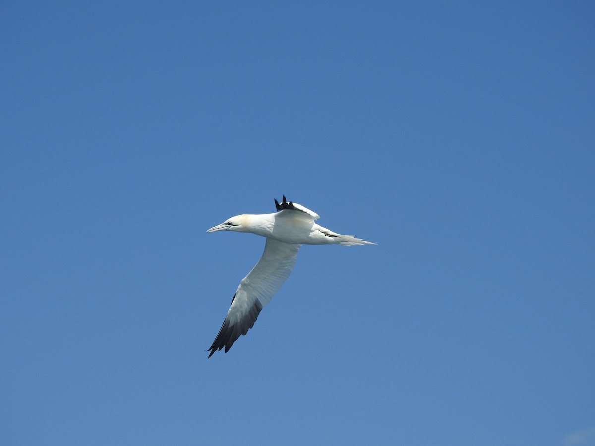 Northern Gannet - ML615365949