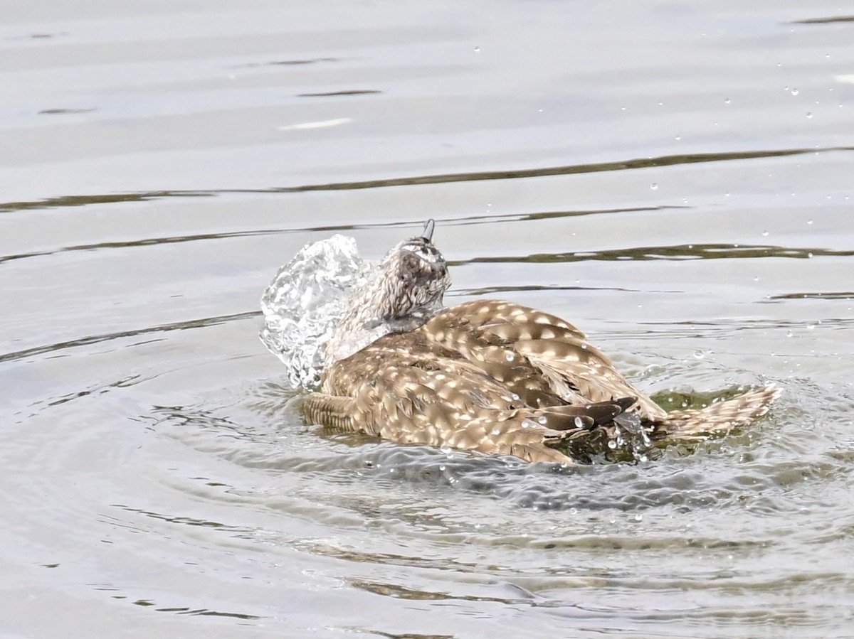 Whimbrel - ML615365977