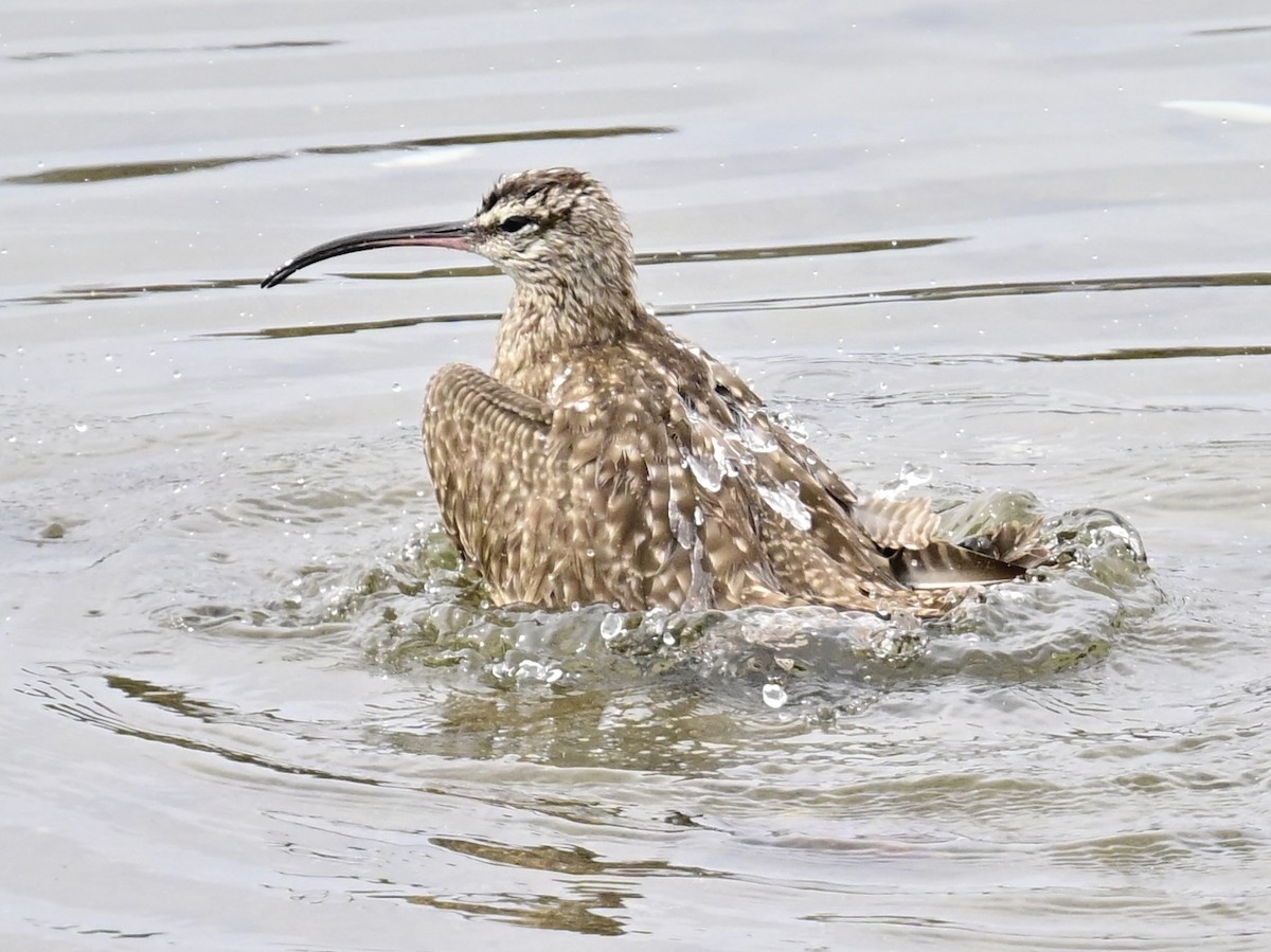 Whimbrel - ML615365980