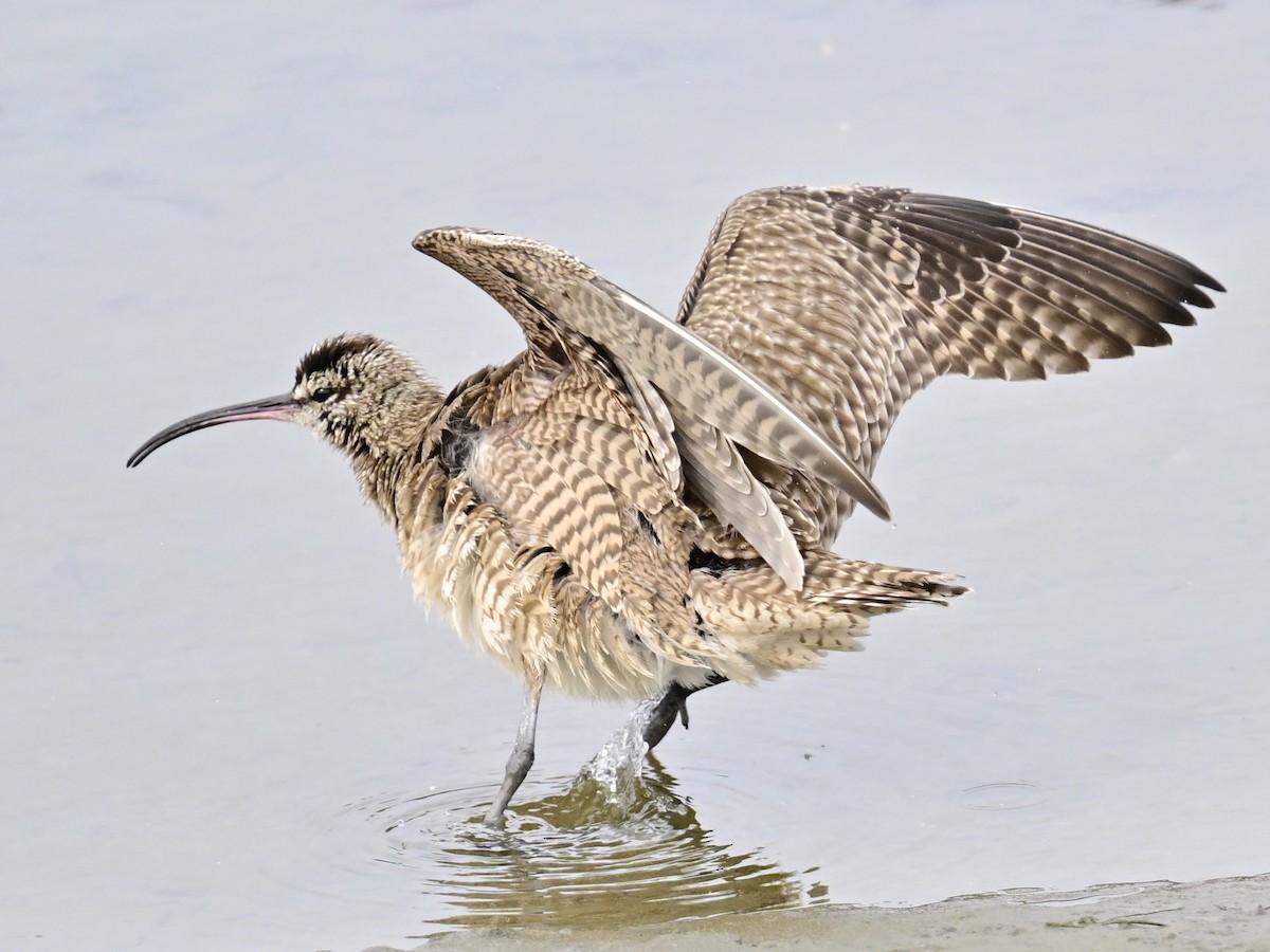 Whimbrel - ML615365985