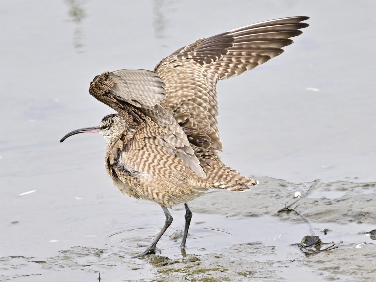 Whimbrel - ML615365986