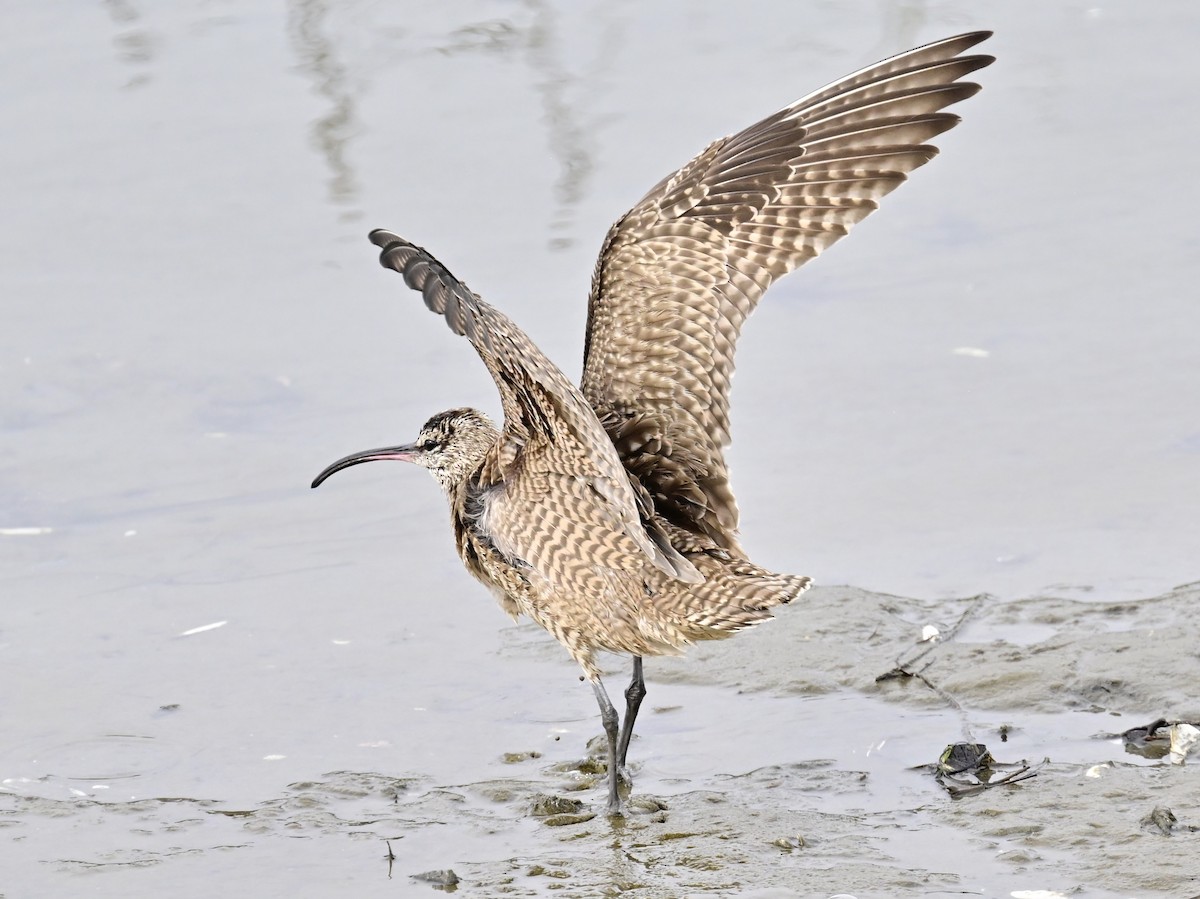 Whimbrel - ML615365990