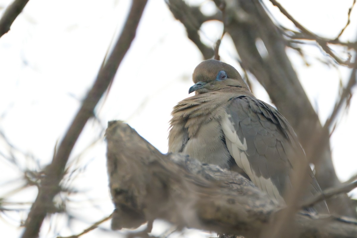 White-winged Dove - ML615366008