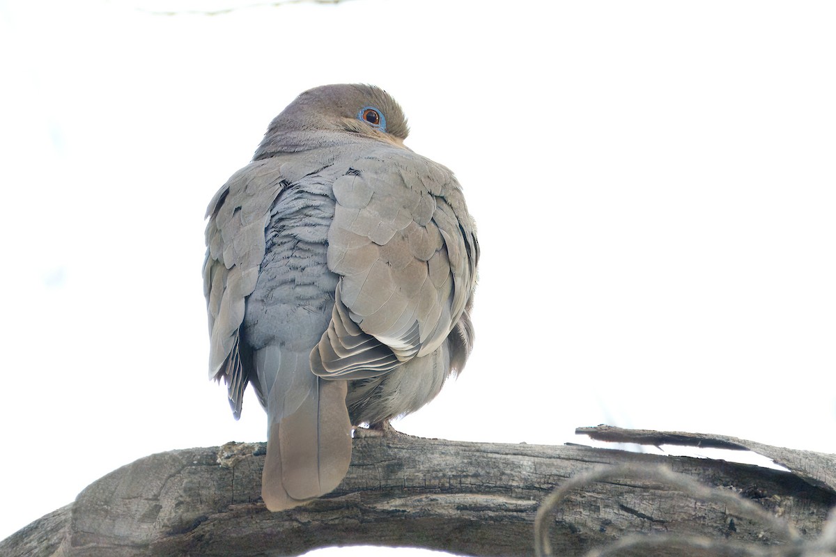 White-winged Dove - ML615366009