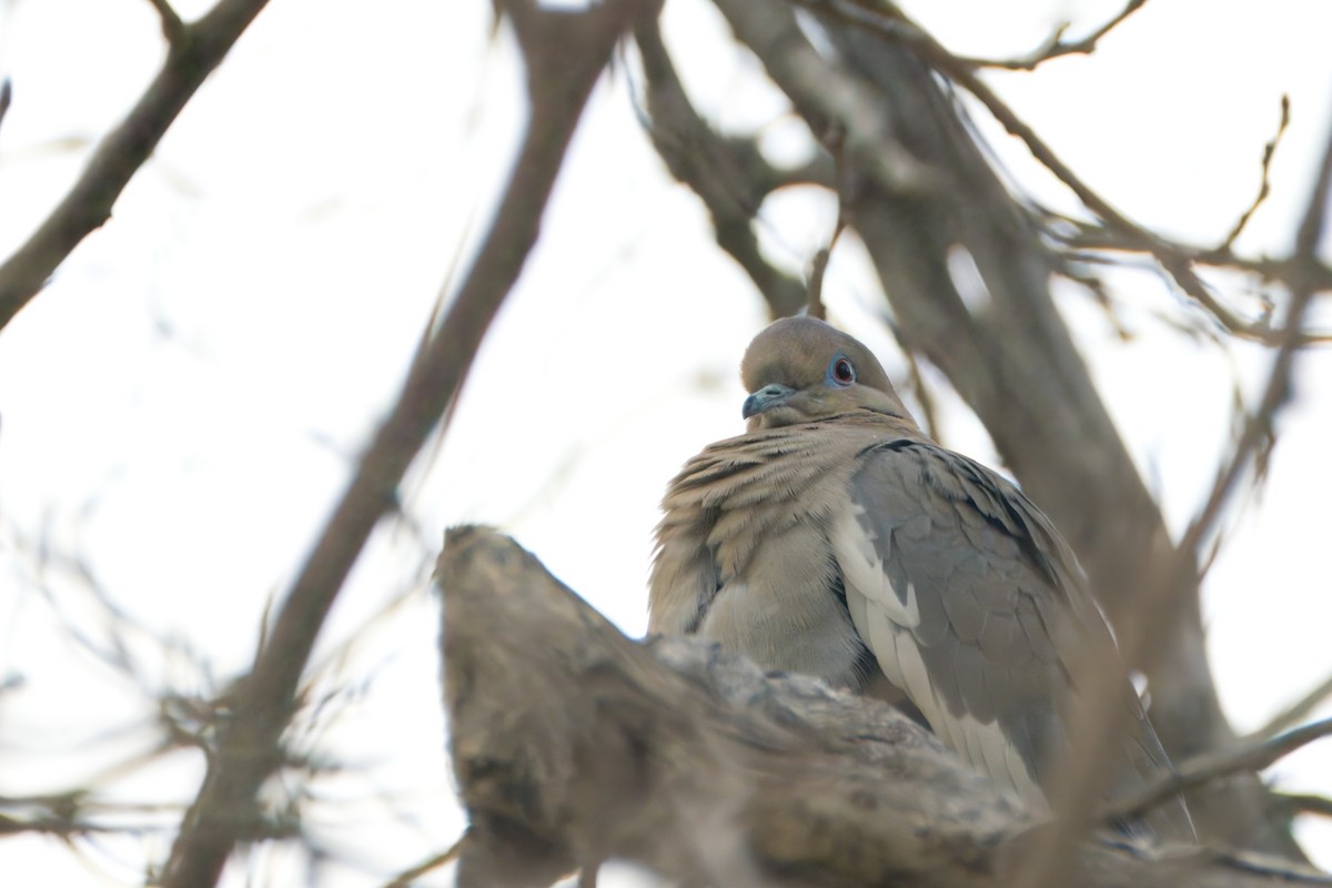 White-winged Dove - ML615366010