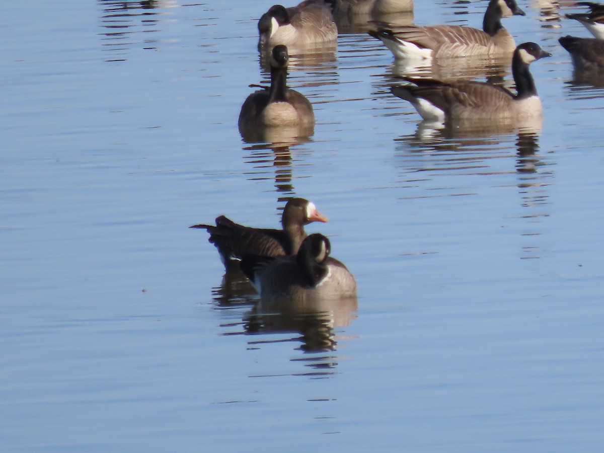 Greater White-fronted Goose - ML615366020