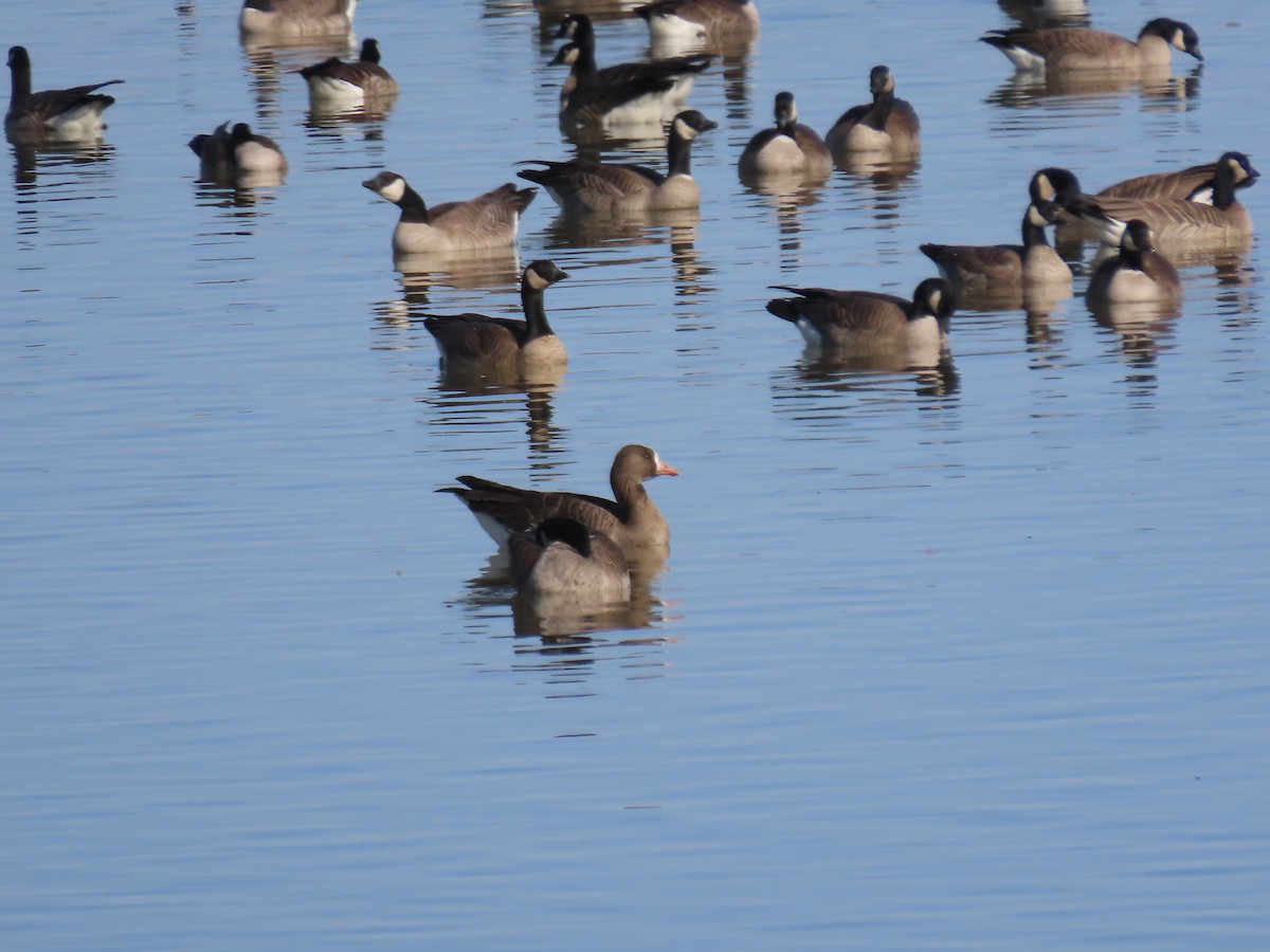 Greater White-fronted Goose - ML615366021