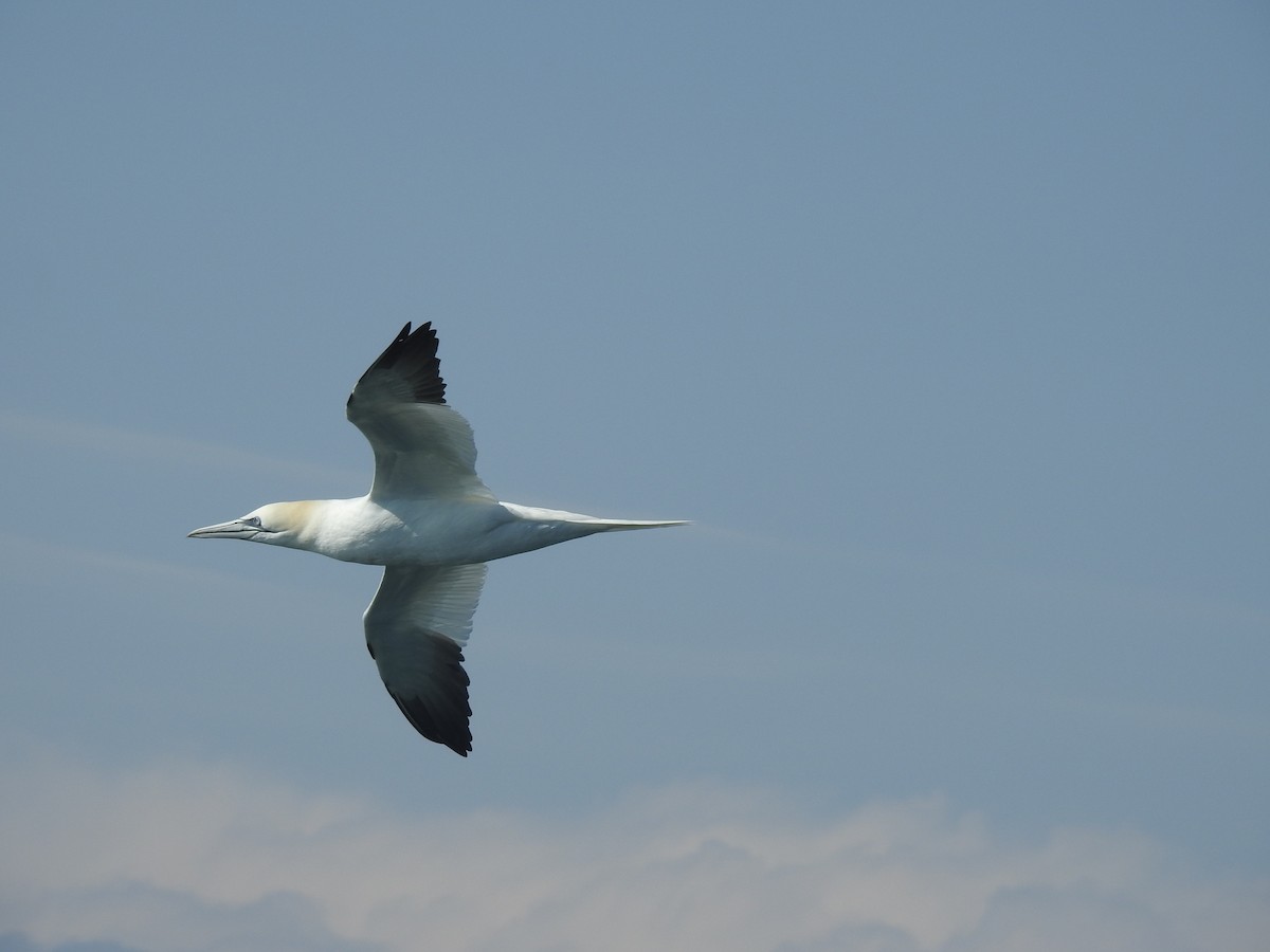 Northern Gannet - ML615366043