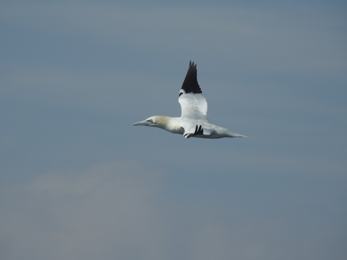 Northern Gannet - ML615366049