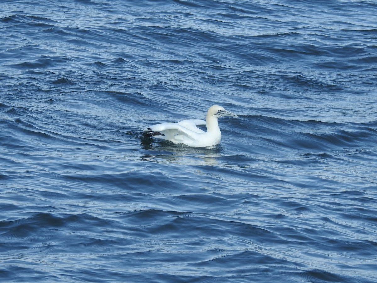 Northern Gannet - ML615366052