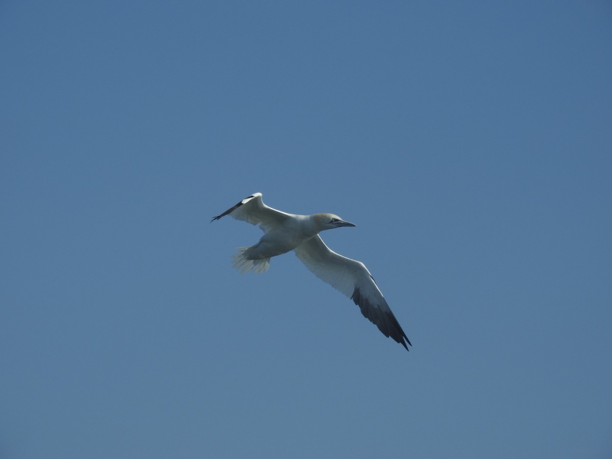 Northern Gannet - ML615366059